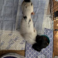 ガリガリに痩せ細っていた