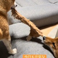 やっぱり喧嘩が始まる！！
