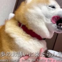 散歩に誘ってきたらんまるくん