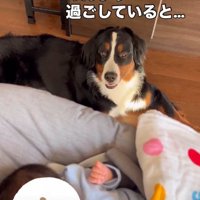 こちらを見る犬