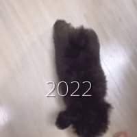 人の足元を歩いている小さな犬