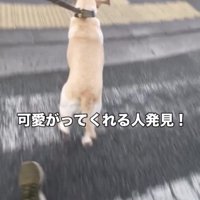 歩道側へ移動する犬