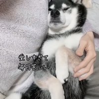 お腹を広げて寝る黒柴