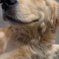 飼い主に撫でられて笑顔になる犬