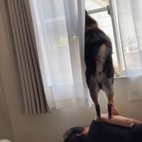 自分の上に乗っている犬の足を優しく手のひらで触る飼い主