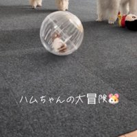 冒険中のハムスターとワンコたち7