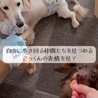 車椅子に挑戦する琥珀くん3