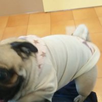 注射の後、文句を言うぷぅちゃん