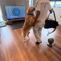 飛びかかるエルちゃん