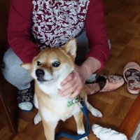 おばあちゃんに駆け寄る柴犬