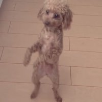 こちらを見ながら立つ犬