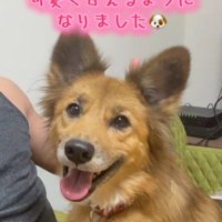 笑顔の犬1