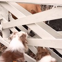 牛と挨拶するガルチェロくん