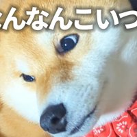 枕を奪われたスティーブくん6