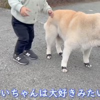柴犬を触ってはしゃぐ男の子
