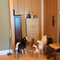 柴犬4匹の熱烈歓迎3