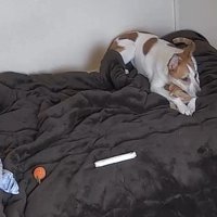 猫が見当たらない！？