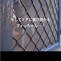 ドアに飛びかかる犬