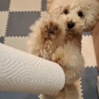 キッチンペーパーとの出会い