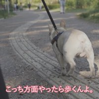 歩いてくれたと思ったら…
