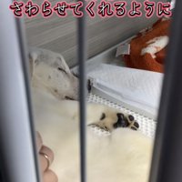 柵越しに触られる白い子犬