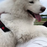 おんぶしてもらう大型犬9