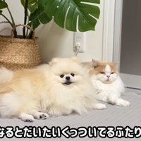 怒られたポテチくん⑩