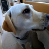 耳掃除を嫌がるきなこちゃん8