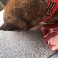 起きあがろうとする犬
