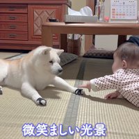 微笑ましい光景です