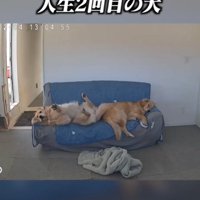 寝ている2匹の犬1