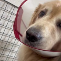 どいてくれる気配はない…