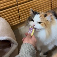 ごほうびは猫さん用
