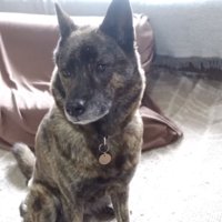 甲斐犬のハルヱちゃん