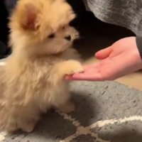 手のひらにチョコン