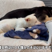 お気に入りの先輩犬と添い寝
