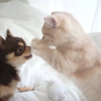 ついに本格的な喧嘩スタート！？