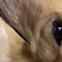 順番を待つ大型犬