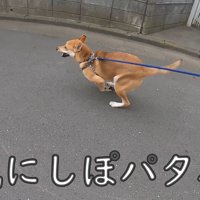 散歩中にお母さんに会った時のワンジローくん7