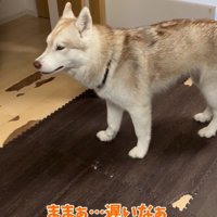 悲しそうなハスキー