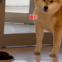 動物病院に来た3匹の柴犬2