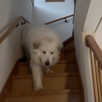 慌てて階段を降りてくる犬