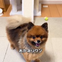 おかえりをするトムくん