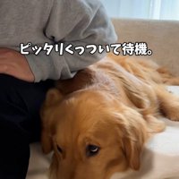 待機するアルトくん