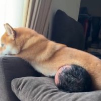 寝転がっている男性の顔の上にお腹を乗せる犬