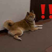 飼い主さんのお母さんが来たら…