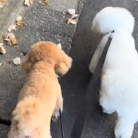 並んで散歩する小型犬達