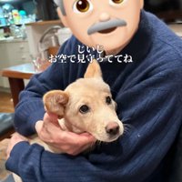 おじいちゃんと犬