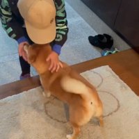 帰宅した男の子を見上げる犬