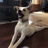 口を開けて反る犬